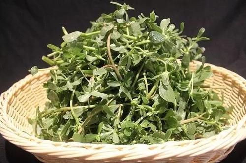 马齿菜|这野菜,被称为餐桌上的“胰岛素”,用来凉拌非常美味!