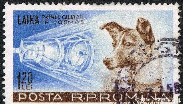 宇航员 第一个登上太空的宇航员,不是加加林,而是一只狗……