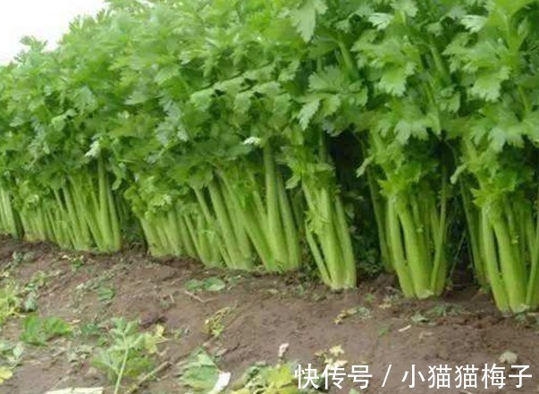 芹菜|医生提醒看见此种芹菜不要买,更不要吃,现在来了解也不迟!