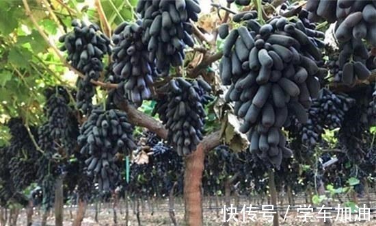 阳台|阳台选了“它”,比花还漂亮,不怕寒不怕晒,还可以吃,一举多得!