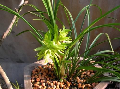 余蝴蝶|春兰菊瓣之首“余蝴蝶”，观赏与收藏两不误，不养一盆可别后悔！