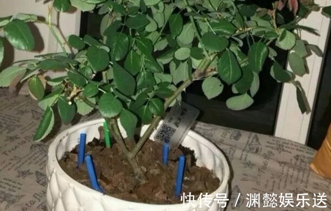 万能的浇水“神器”,只需一根小吸管,专治各种烂根烂叶!