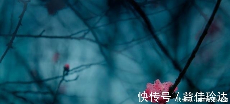 梅花!王安石最伤感的一首诗,更是表达了一种无奈的人生,读来肝肠寸断