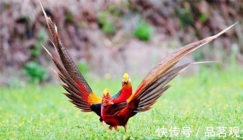 红腹锦鸡$老农发现“怪鸟”,风雨无阻投喂4年,专家:这是山海经里的凤凰