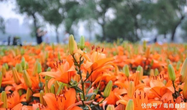 这些花草别买,商家想方设法让你花钱,实物真的太假了!