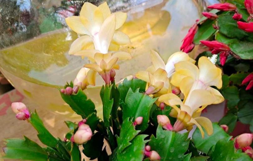 骨粉肥|养蟹爪兰,怎么催花?没有磷酸二氢钾就用它,1个月1次