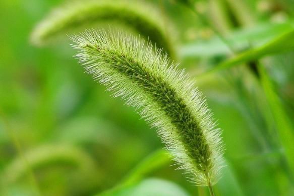 农村常见的狗尾巴草,拿来泡水喝竟有这么多功效,后悔才知道