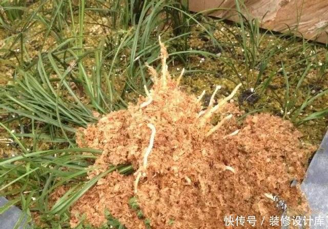 花生壳|养花土没营养5种料埋到花盆下,养啥花都旺盛,轻松爆满盆