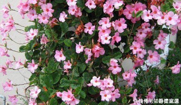 这五种花儿,一个枝条就能种,爬藤爬满墙,开花又多又漂亮