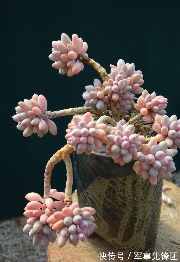 喜欢粉色胖美人,就养这6种,个个都可以惊艳到你