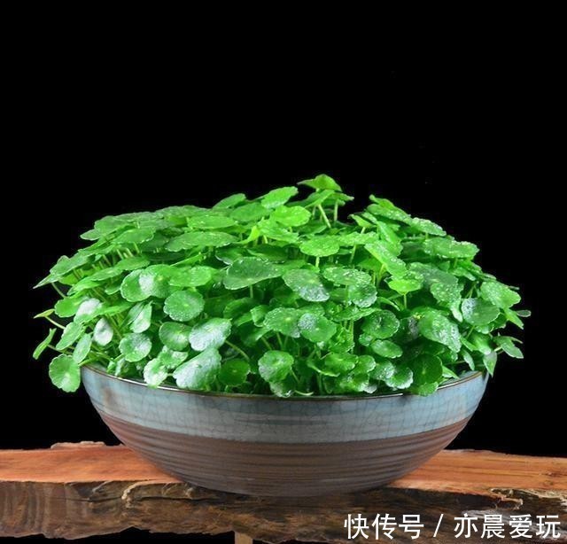 生活环境|铜钱草这样去管理,叶片圆润如翡翠,盆中长满大“铜钱”!