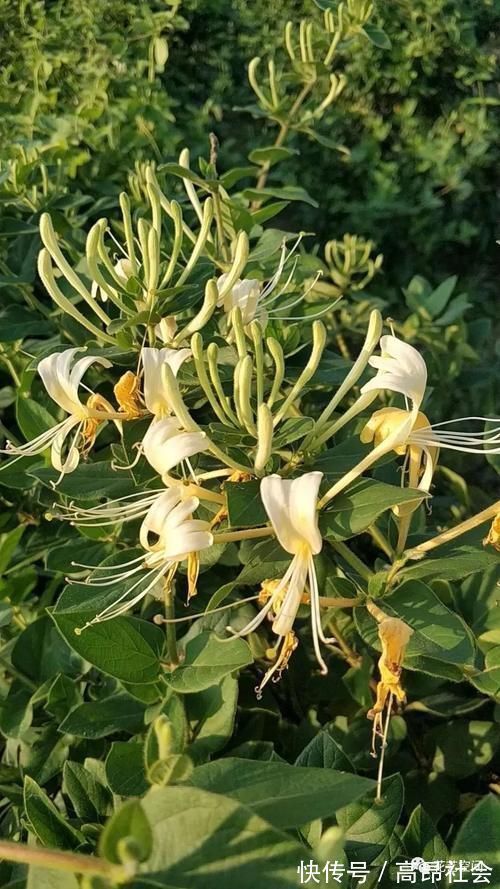 兰花|盆栽养花，花也养人，家里有老人小孩，多养这三种花！