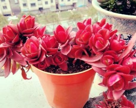 养不死的多肉排名,全是大普货,新手入坑必选它