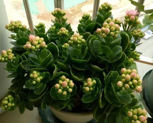 修剪长寿花，分2种不同“方法”，做好一年开三次，每次都爆盆