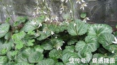 乡下一种野草，人称“耳朵红”，是一种珍贵药材，遇见要珍惜