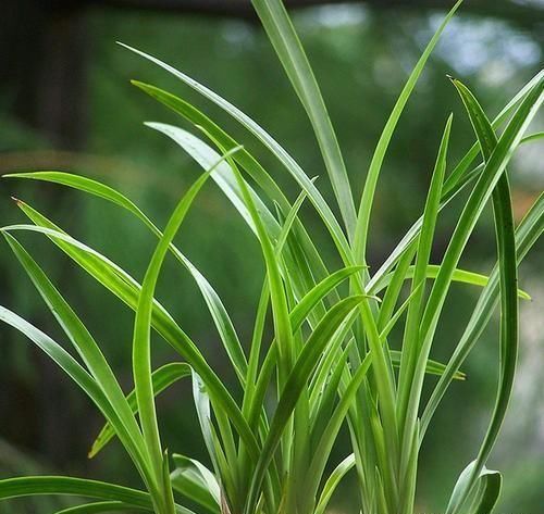 养兰花怎么知道是否已成活？