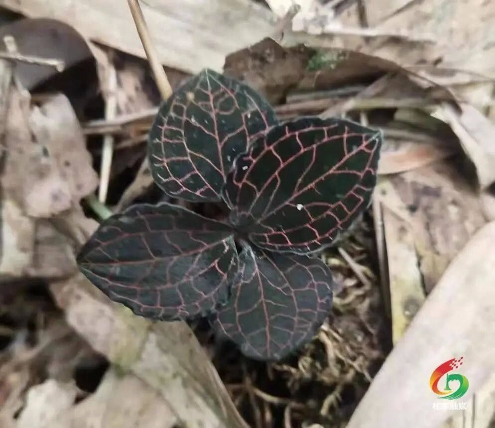 Chenzhou found a national second-class protected plant - wild golden thread orchid