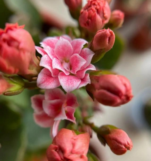 品种|75个长寿花品种,一个比一个美,一起来认识一下吧!