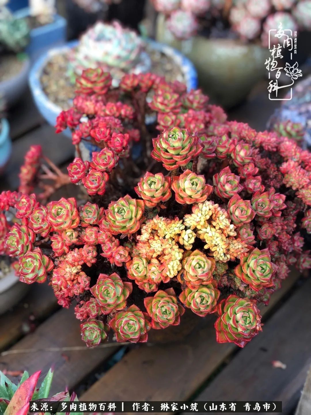 多肉|有史以来最厉害的一场寒潮，治好了我养多肉这些年的“坏毛病”