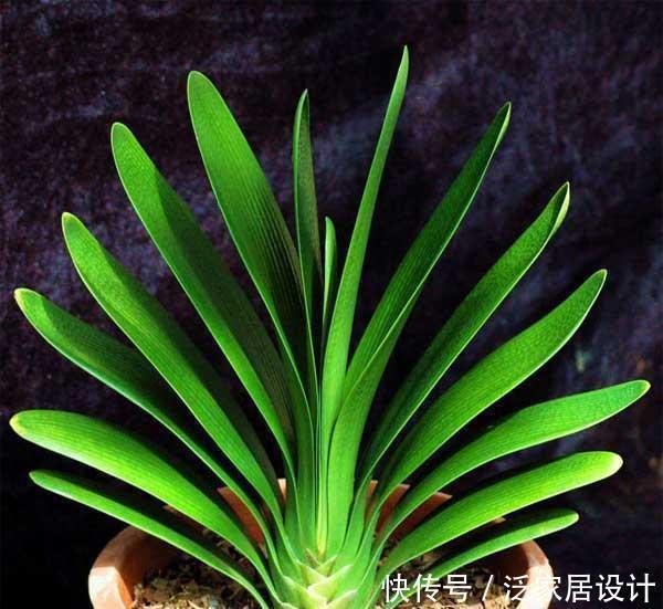 养花捡这料,烫壶开水捂3周,养啥都旺,比腐殖土好10倍