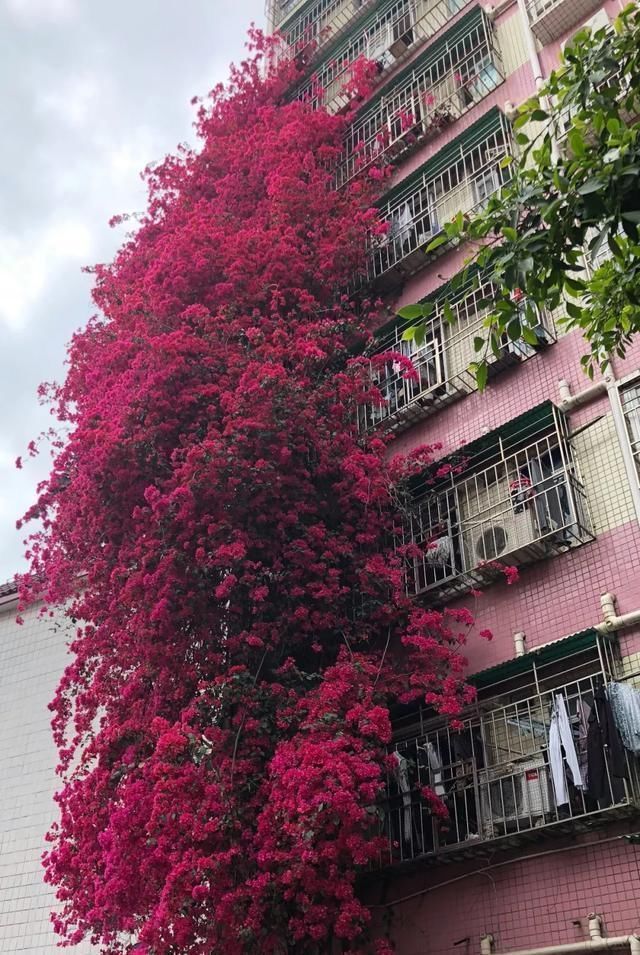 这2种大粗杆插土里,2周能生根,成活后还可以做成盆景造型