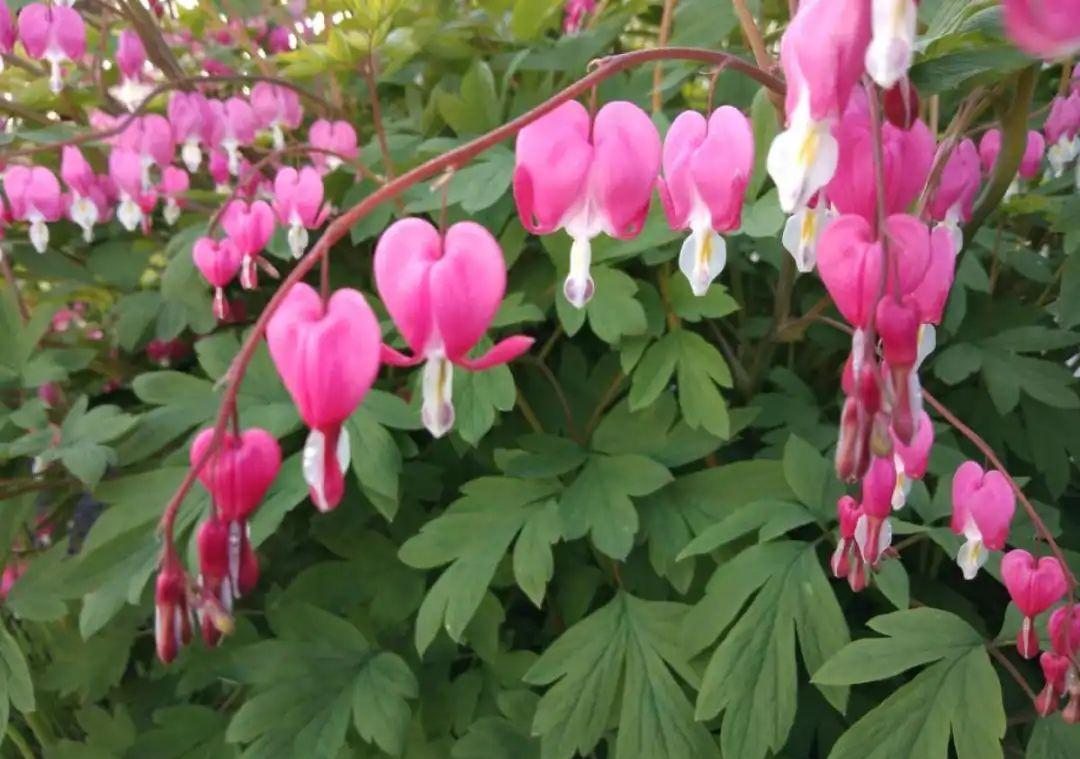 这盆吊兰养2年，年年开满小金鱼，大吉大利好喜气