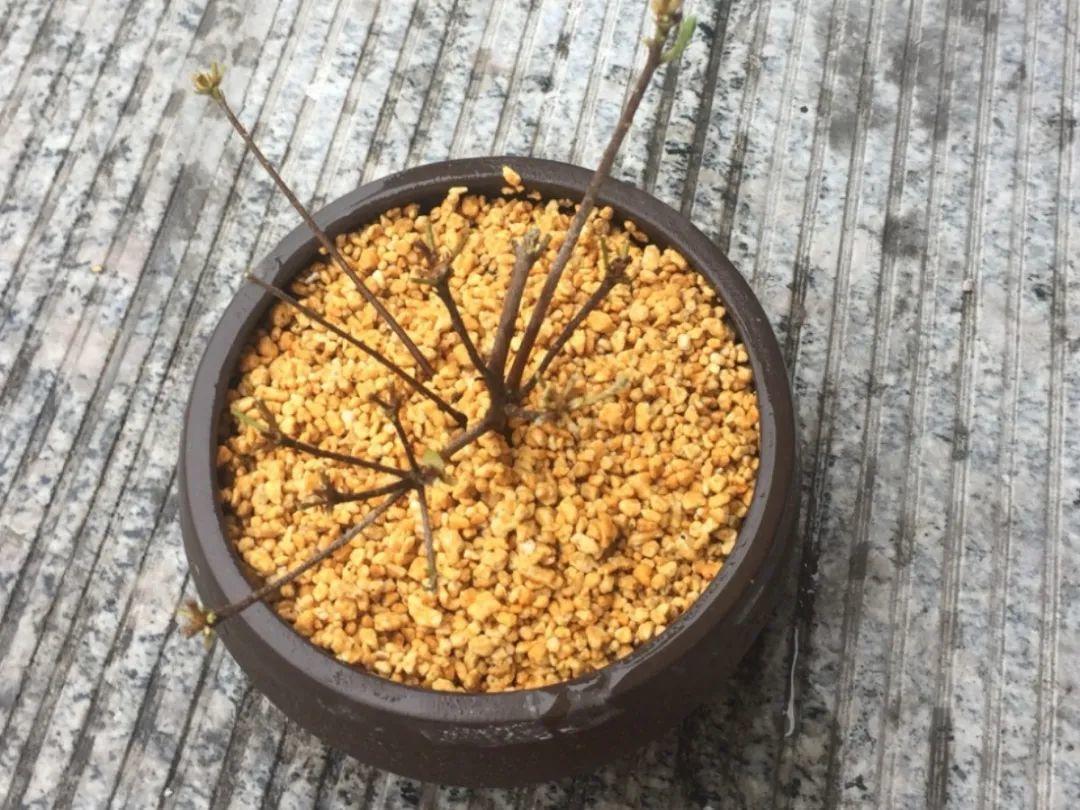 给花浇水要小心,5种水不能浇,浇完立马就黄叶!