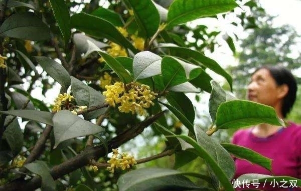 门前要种“镇宅树”,“6种树”正合适,枝繁叶茂,年年开花结果