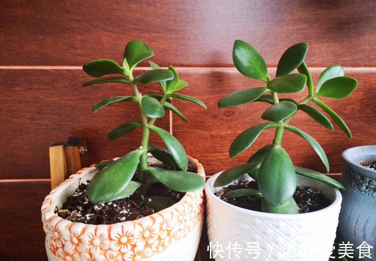 适合新手养的2种盆栽,挺拔秀丽花色美,容易养活很优良