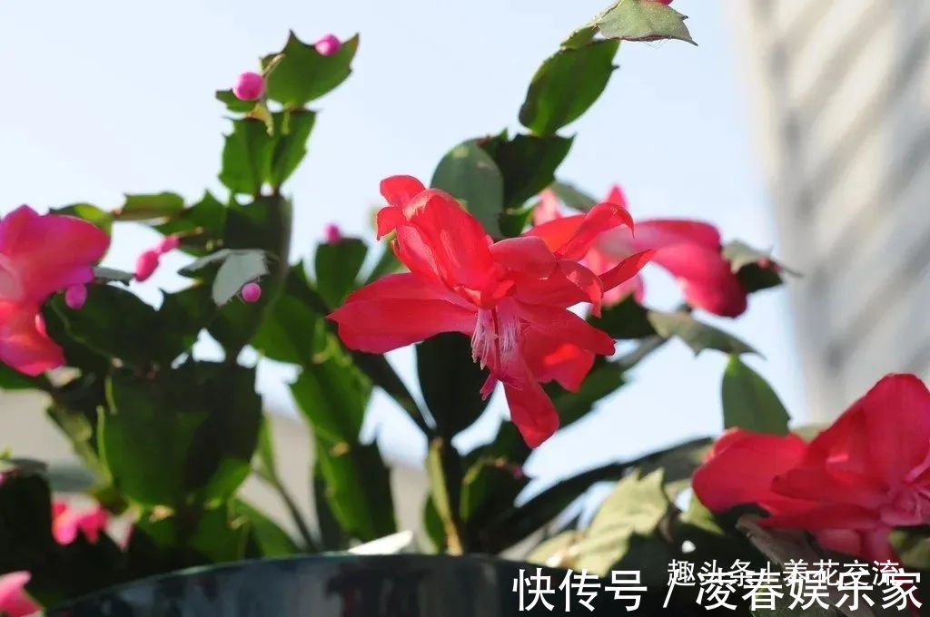 一年四季可以养在室内的开花植物和观叶植物,附新手养护教程