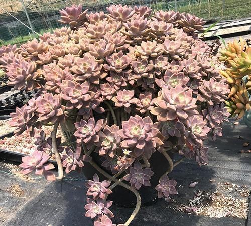 景天科多肉|6种漂亮多肉,越老越美丽,长成小老桩,人人见了都赞叹不已!