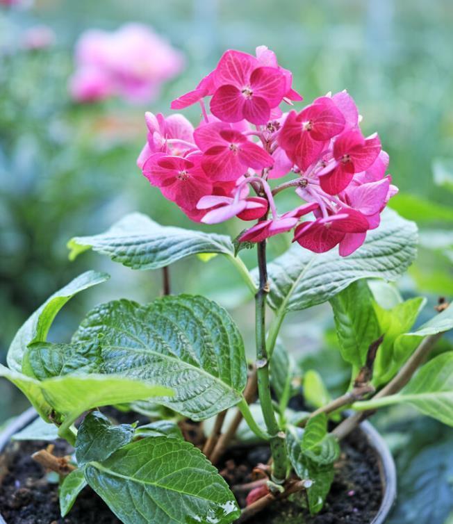 提醒：养绣球花，这些事情再不做，就晚了