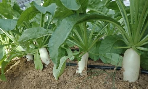 我在非洲打工，每天都吃白菜鸡蛋，很多人喜欢种菜