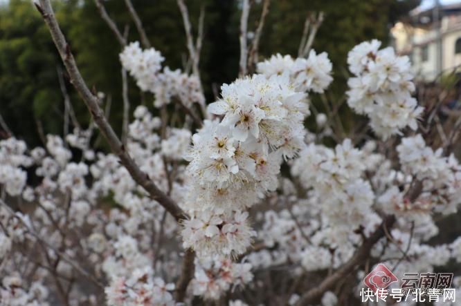 中年|又到樱花盛开时 云南武定县这个电商旅游示范村邀你来赏花