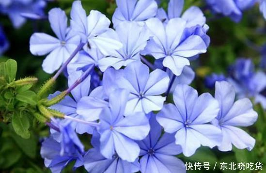 喜欢菊花 不如养盆 荷花精品 观音莲 花开如莲台 洁白无瑕 快资讯 喜欢菊花 不如养盆 荷花精品 观音莲 花开如莲台 洁白无瑕 快资讯