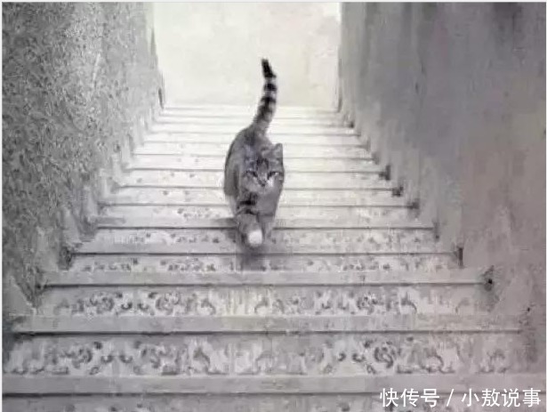 中老年人|新的老年痴呆测试题:小猫在上楼还是下楼?求高手给出答案!