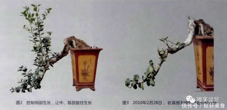 因材施技浴火重生——一株悬崖式无刺枸骨盆景的创作