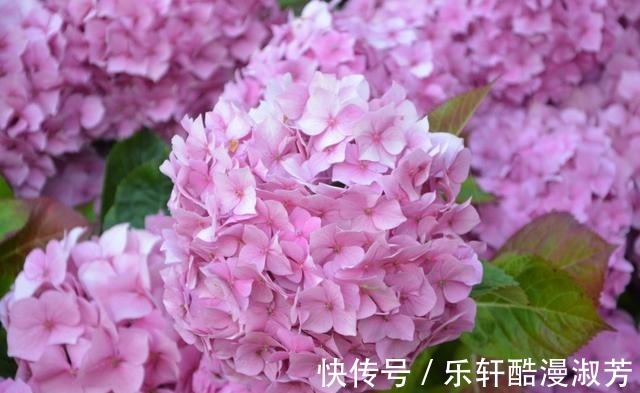 白羊座|喜鹊报喜,真情涌现,执着难离,意,和好如初,共浴爱河