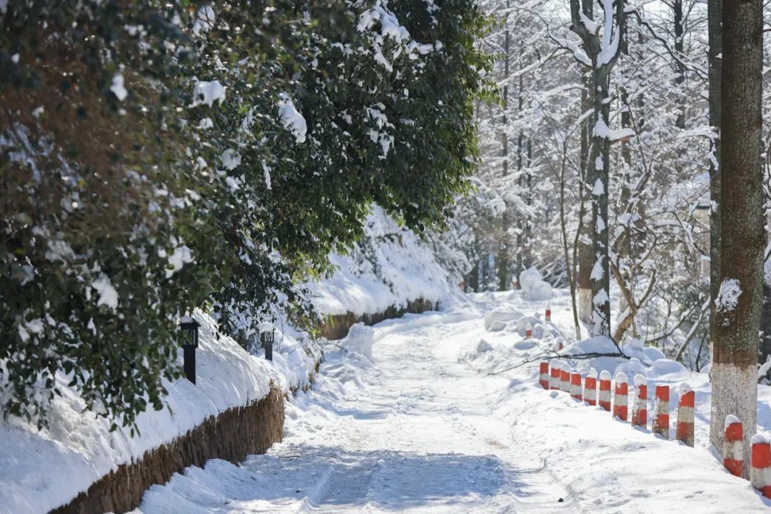 风景|【风景浙独好】宛如童话世界湖州德清莫干山雪后盛颜