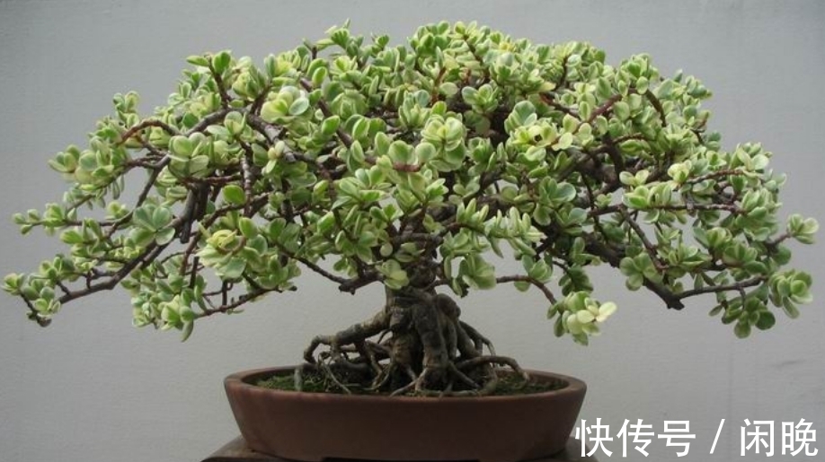 五种便宜花,越老越值钱,六年就成桩,身价翻番,可当“传家宝”