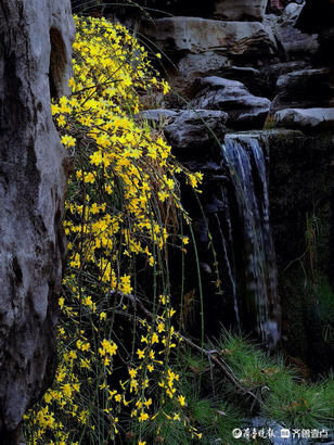 闽侯县|就地过年春在身边｜济南趵突泉春意浓，迎春花开泉水淙淙