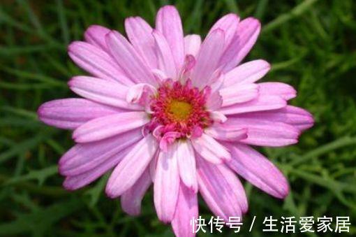 马利筋|从8月31日开始,家养此款花卉,花叶蹭蹭的爆盆,邻居都羡慕