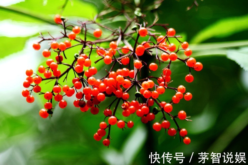 草药|一分钱不花就可治疗颈椎病腰椎病的草药,血满草,接骨草