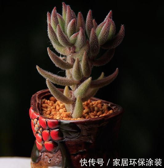 童话里走出来的多肉，就是你的王子，你细细体会