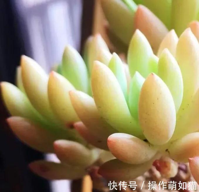 红稚莲|最受欢迎的几款多肉,你家种了吗,看后立刻被种草