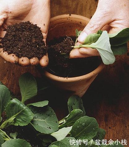 注意这些细节，茉莉花就很好养活了