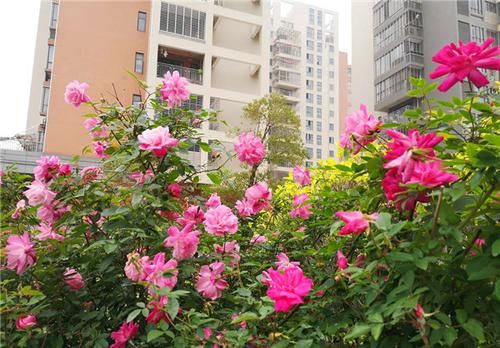 芝麻点|养花试试这款，花量很大，很容易就变成一个小花园，很美