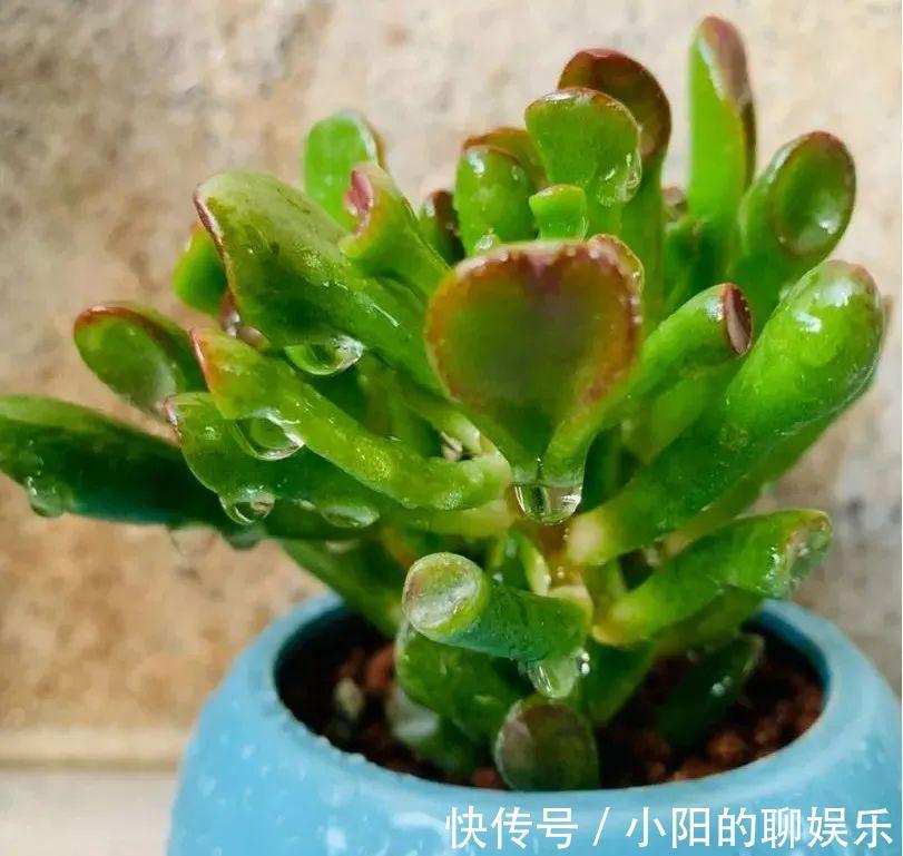 玉树能吸财，叶子长成存钱筒，太阳一晒红彤彤