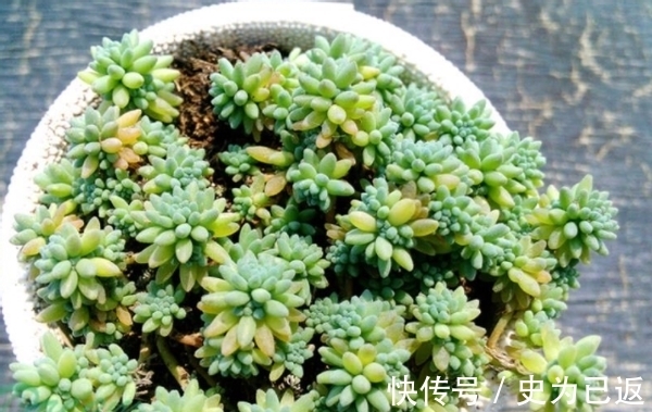 薄雪万年草|做到这4方面,养多肉薄雪万年草,轻松培育成“爆盆”状态