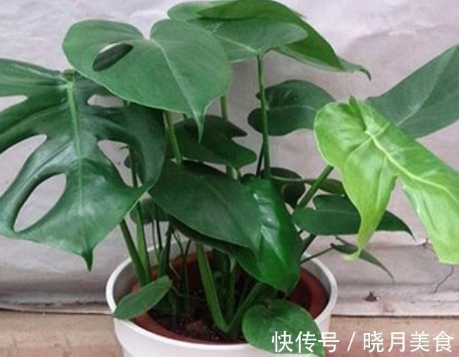 秋天室内过于干燥,不妨养上3种花,空气湿润,枝叶翠绿